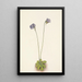 Grassette violette Pinguicula elatior - Mary Vaux Walcott — ingelijst kunstwerk aan de muur