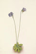 Grassette violette Pinguicula elatior - Mary Vaux Walcott — weergave van het kunstwerk