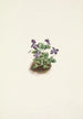 Violette des montagnes violette Viola adunca - Mary Vaux Walcott — weergave van het kunstwerk