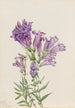 Pentstemon violet Pentstemon lyallii - Mary Vaux Walcott — weergave van het kunstwerk