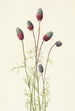 Trèfle des prairies violet Petalostemon purpureum - Mary Vaux Walcott — weergave van het kunstwerk