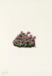 Saxifrage pourpre Saxifraga oppositifolia - Mary Vaux Walcott — weergave van het kunstwerk