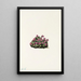 Saxifrage pourpre Saxifraga oppositifolia - Mary Vaux Walcott — ingelijst kunstwerk aan de muur