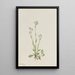 Antennaria racemosa - Mary Vaux Walcott — ingelijst kunstwerk aan de muur