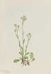 Antennaria racemosa - Mary Vaux Walcott — weergave van het kunstwerk
