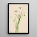 Calochortus elegant - Mary Vaux Walcott — ingelijst kunstwerk aan de muur