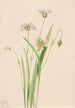 Calochortus elegant - Mary Vaux Walcott — weergave van het kunstwerk