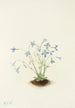 Houstonie bleue - Mary Vaux Walcott — weergave van het kunstwerk