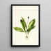 Clintonia uniflore - Mary Vaux Walcott — ingelijst kunstwerk aan de muur