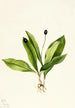 Clintonia uniflore - Mary Vaux Walcott — weergave van het kunstwerk