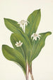 Fleur de clintonia uniflore - Mary Vaux Walcott — weergave van het kunstwerk