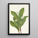 Fleur de clintonia uniflore - Mary Vaux Walcott — ingelijst kunstwerk aan de muur