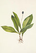Fruit de clintonia uniflore - Mary Vaux Walcott — weergave van het kunstwerk