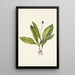 Fruit de clintonia uniflore - Mary Vaux Walcott — ingelijst kunstwerk aan de muur