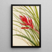 Tillandsia fasciculée - Mary Vaux Walcott — ingelijst kunstwerk aan de muur