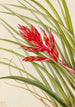 Tillandsia fasciculée - Mary Vaux Walcott — weergave van het kunstwerk
