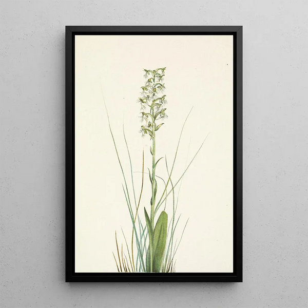 Mary Vaux Walcott - Ragged Fringeorchid Habenaria lacera.webp