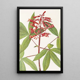 Mary Vaux Walcott - Red Buckeye Aesculus pavia.webp