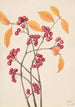 Aronie rood - Mary Vaux Walcott — weergave van het kunstwerk