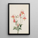 Ancolie rouge - Mary Vaux Walcott — ingelijst kunstwerk aan de muur