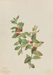 Comandra rouge - Mary Vaux Walcott — weergave van het kunstwerk