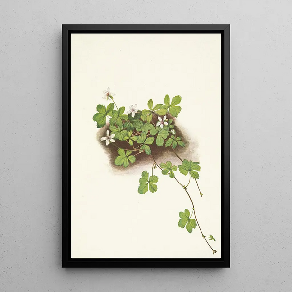 Mary Vaux Walcott - Red Dewberry Rubus pedatus.webp
