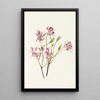 Mary Vaux Walcott - Rhodora Rhodora canadensis.webp