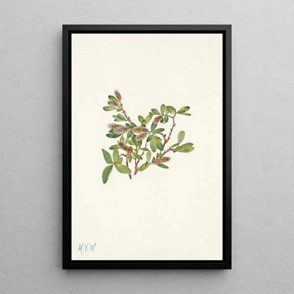 Mary Vaux Walcott - Rock Willow Salix petrophila.webp