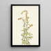 Armoise des rochers Artemisia discolor - Mary Vaux Walcott — ingelijst kunstwerk aan de muur