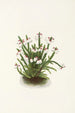 Cassiope des montagnes Rocheuses Cassiope mertensiana - Mary Vaux Walcott — weergave van het kunstwerk