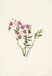 Kalmia des montagnes Rocheuses Kalmia microphylla - Mary Vaux Walcott — weergave van het kunstwerk