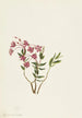 Kalmia des montagnes Rocheuses - Mary Vaux Walcott — weergave van het kunstwerk