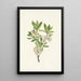 Rhododendron des montagnes Rocheuses Rhododendron albiflorum - Mary Vaux Walcott — ingelijst kunstwerk aan de muur