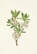 Rhododendron des montagnes Rocheuses Rhododendron albiflorum - Mary Vaux Walcott — weergave van het kunstwerk
