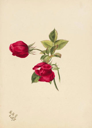Mary Vaux Walcott - Rose.webp