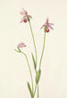 Pogonie rose Pogonia ophioglossoides - Mary Vaux Walcott — weergave van het kunstwerk