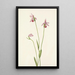 Pogonie rose Pogonia ophioglossoides - Mary Vaux Walcott — ingelijst kunstwerk aan de muur