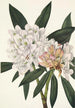 Rhododendron Rosebay Rhododendron maximum - Mary Vaux Walcott — weergave van het kunstwerk
