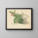 Rosebud - Mary Vaux Walcott — ingelijst kunstwerk aan de muur