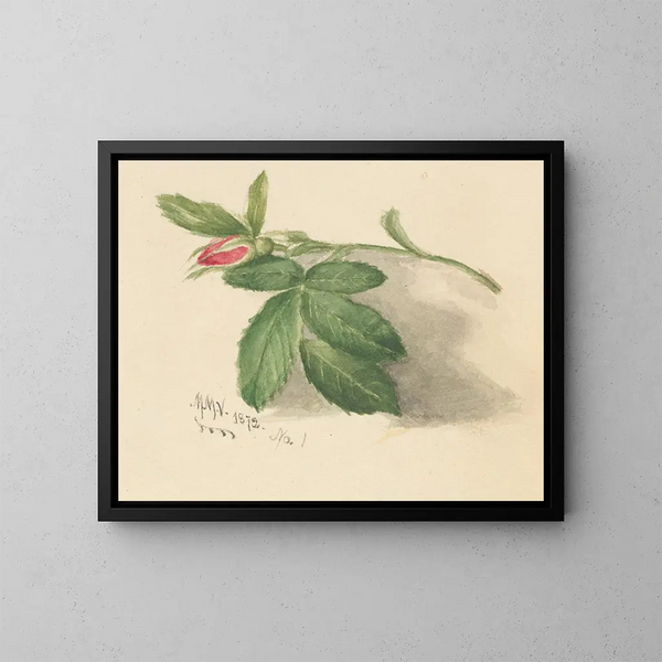 Rosebud - Mary Vaux Walcott — ingelijst kunstwerk aan de muur