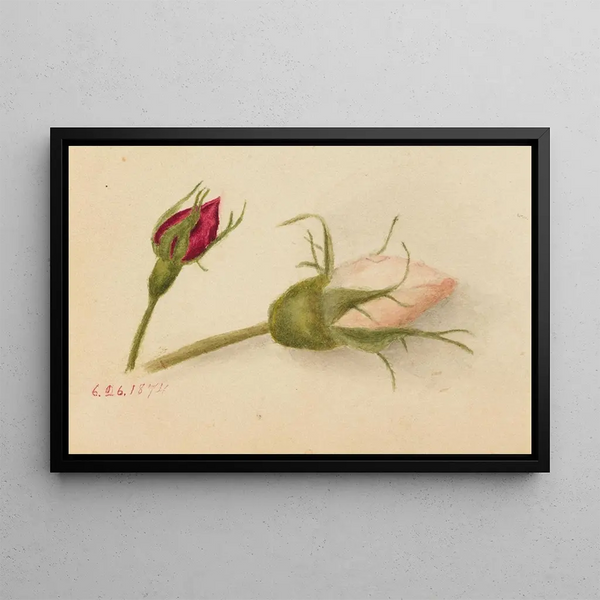 Mary Vaux Walcott - Rosebuds.webp