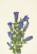 Gentiane à collerette Gentiana calycosa - Mary Vaux Walcott — weergave van het kunstwerk