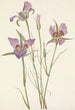 Mariposa à armoise Calochortus macrocarpus - Mary Vaux Walcott — weergave van het kunstwerk