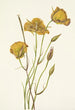 Mariposa de San Diego Calochortus weedii - Mary Vaux Walcott — weergave van het kunstwerk