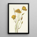 Mariposa de San Diego Calochortus weedii - Mary Vaux Walcott — ingelijst kunstwerk aan de muur