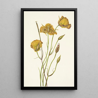 Mary Vaux Walcott - San Diego Mariposa Calochortus weedii.webp