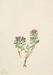 Sanifoiga adscendeus - Mary Vaux Walcott — weergave van het kunstwerk