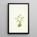Saxifrage Saxifraga caespitosa - Mary Vaux Walcott — ingelijst kunstwerk aan de muur