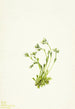 Saxifrage Saxifraga caespitosa - Mary Vaux Walcott — weergave van het kunstwerk