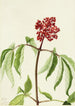Sureau écarlate Sambucus pubens - Mary Vaux Walcott — weergave van het kunstwerk